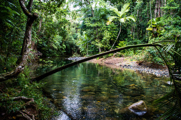 Daintree rainforrest 