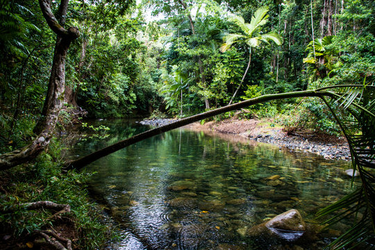 Daintree Rainforrest 