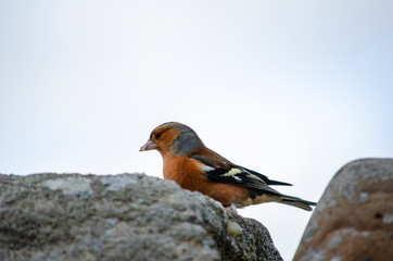 robin on a branch/ stone rock