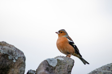 robin on a branch/ stone rock