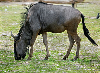 Blue wildebeest also called the common wildebeest, white-bearded wildebeest or brindled gnu. Latin name - Connochaetes taurinus