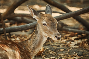 Portrait of a Young Deer