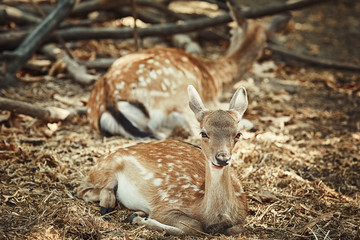 Portrait of a Young Deer