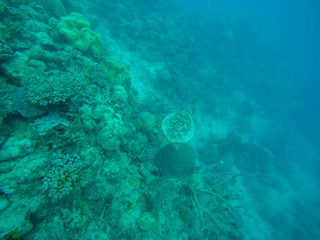 Fototapeta premium Great barrier reef, Australia