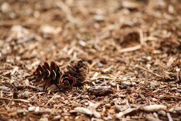 Tiny Pinecones