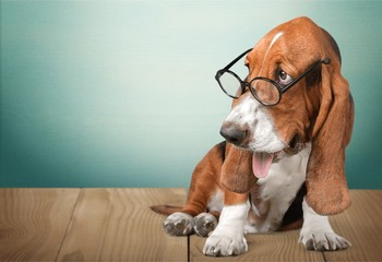 Math dog crazy glasses academic animal blackboard