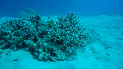 Great barrier reef, Australia © Ralph