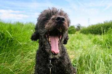 toy poodle yawning