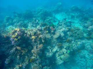 Obraz na płótnie Canvas Great barrier reef, Australia