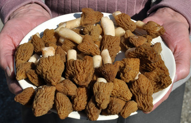 The first mushrooms are collected Morchella