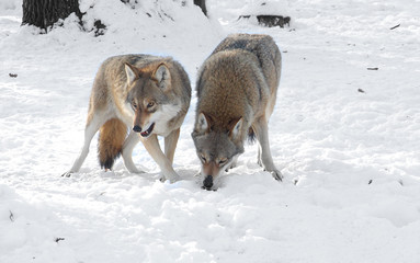 Two wolves in the winter in the forest