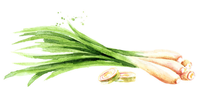 Fresh lemongrass plant and two slices. Watercolor hand drawn illustration, isolated on white background