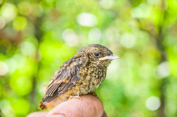 small wounded bird cared for by nature lover