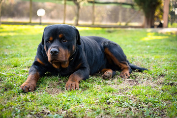 Amazing great black rottweiler with beautiful muzzle and adorable gaze lying in the garden and guarding his territory