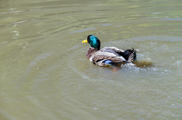 Green duck bathing in pond and splashing water