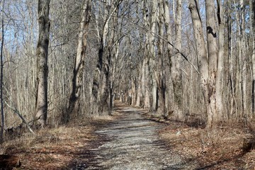 A sunny day hiking the trails in the bare tree forest.