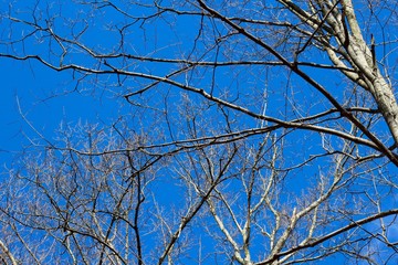 The brightness of the sky though the bare tree branches.