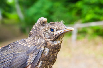 little bird laying on a branch protected by the large forest