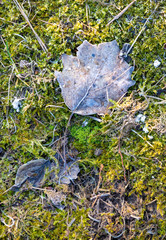 leaf with light hoar frost of moss gives a harmonic background