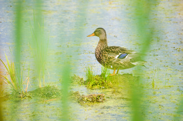 Cattail reeds and lake landscape during summer with calm water and duck
