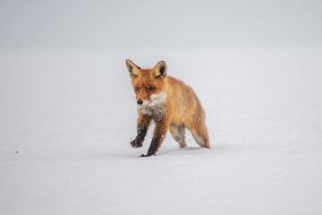 Red fox (Vulpes vulpes) with a bushy tail hunting in the snow in winter in Algonquin Park in Canada