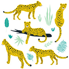 Set of leopards and tropical leaves. Vector