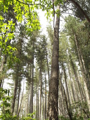 High trees in the french alps in summer