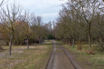 Spring park, tree alley in Frankenthal - Germany