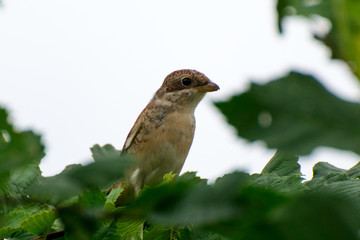 bird sits on a tree branch in the forest