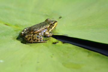 frog sits on a sheet of water lily in the water