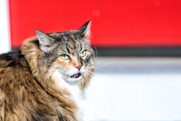 Angry calico maine coon cat with green eyes meowing open mouth standing outside by red door wanting...