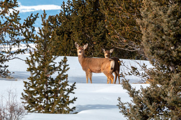 Mule Deer Herd in Deep Snow
