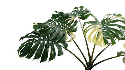 Variegated green yellow leaves of Monstera or split-leaf philodendron (Monstera deliciosa) the...