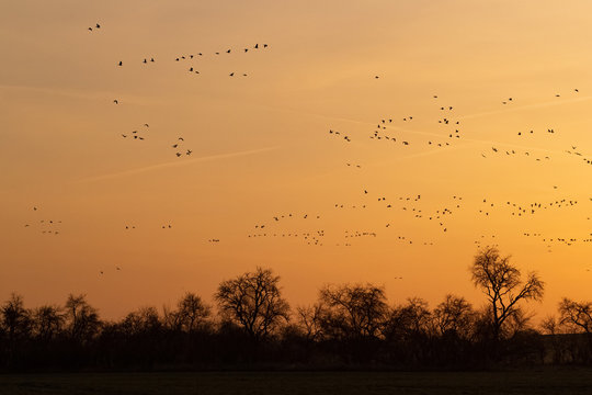 flock of migrating wild geese against sunrise sky