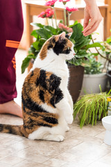Hungry, funny calico cat sitting, standing on hind legs waiting, looking down to be fed with meat food on sunny day in kitchen with bowl, green plants