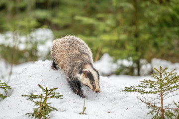 badger running in snow, winter scene with badger in snow © vaclav