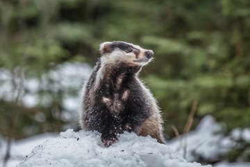 badger running in snow, winter scene with badger in snow