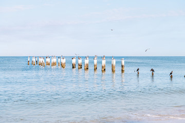 Old Naples, Florida pier pilings in gulf of Mexico with wooden jetty, many birds, pelicans and cormorants, perched, flying by ocean waves