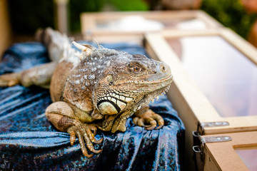 Male Green Iguana as a pet, sitting on the table. Close-up