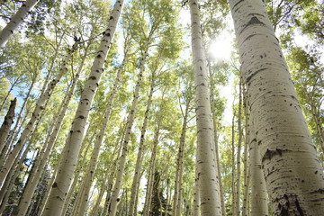 Fototapeta premium The aspen forest trail on Humphreys