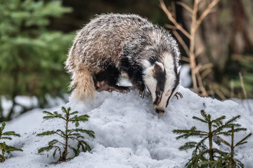 Obraz premium badger running in snow, winter scene with badger in snow