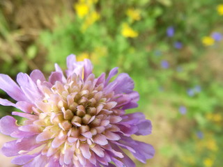Fototapeta premium closeup of purple flower