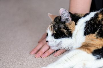 Closeup of calico cat head lying on carpet floor, hand, palm together with female, woman, person owner beside in home, house, apartment room, friendship, companion