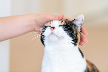 Closeup of calico cat, closed, close eyes, female person, woman one hand, fingers petting, touching head, happy, bliss - obrazy, fototapety, plakaty
