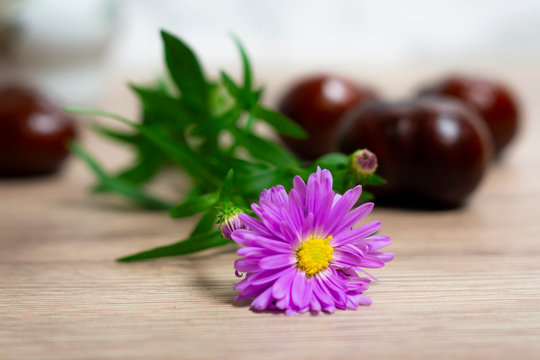 Fioletowy kwiat aster