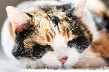 Closeup ground level view portrait of one sleepy, sleeping calico cat face, head, lying on front paws on carpet floor, house, home room, open eyes, warming up on warm sunlight