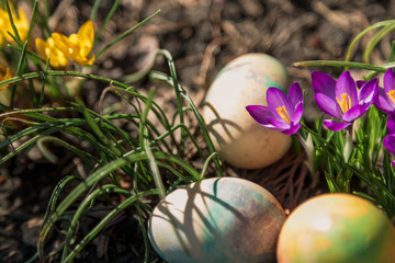 group of Easter painted eggs on bed of crocuses