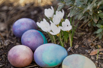 Group of Easter painted eggs on bed of crocuses