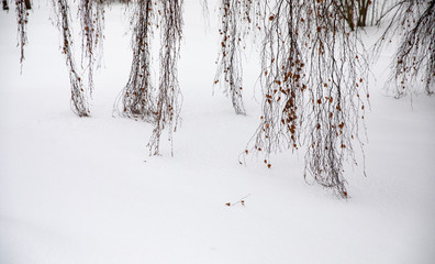 birch tree branches in a inter