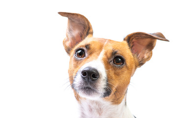 Closeup Portrait Jack Russell Terrier, standing in front, isolated white background